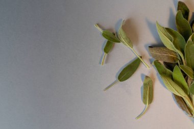 Soluk bir arkaplanda bilge 