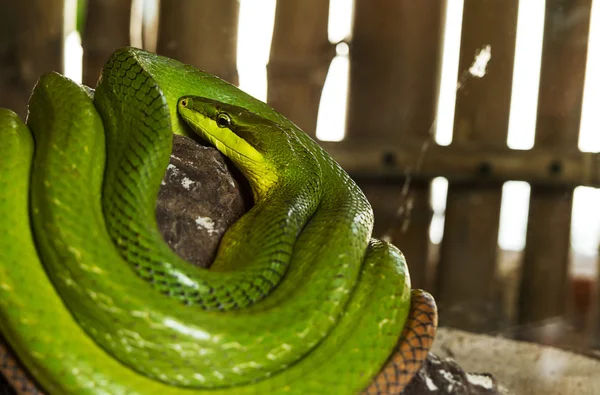 Zielony trujący wąż na skale — Zdjęcie stockowe