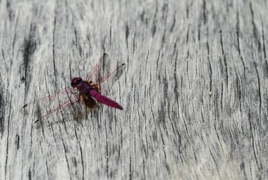 Ağaç kabuğu üzerinde mor yusufçuk