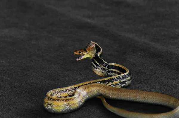 Schlangenangriff und Verteidigung, Python, Kleiber — Stockfoto