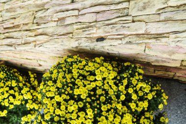 Sarı krizantem, bir buket sarı çiçekler, floristik