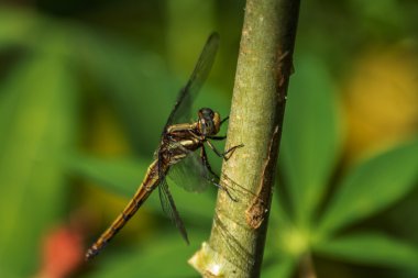 Bir çiçek, makro, yaz yeşil yusufçuk