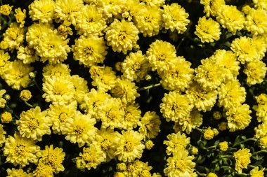 Sarı krizantem, bir buket sarı çiçekler, floristik