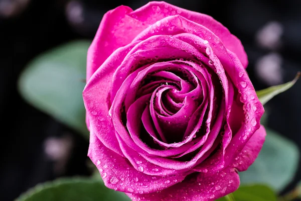 pink rose, bouquet of roses drawing