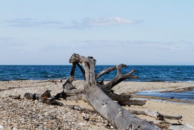 Sahilde, vahşi beach pitoresk günlüğü