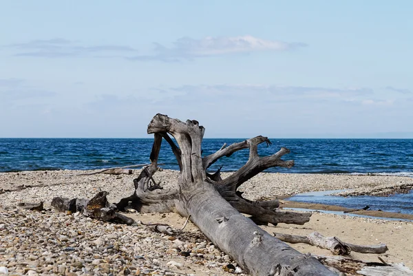 Picturesque log on the beach, wild beach — Stock Photo, Image