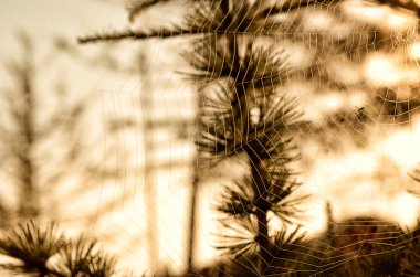 Kozalaklı ormandaki örümcek ağı. Kozalaklı ormandaki bir ağda sabah çiği damlaları. Tayganın inanılmaz doğası..