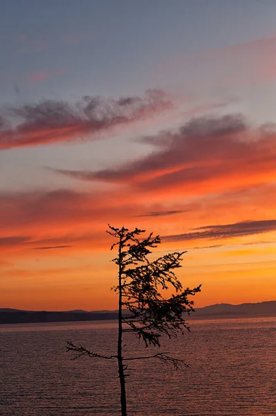 Silhouette Larice Sullo Sfondo Baikal Scarlatto Cielo Arancione — Foto Stock