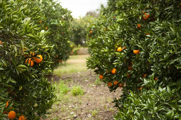 Oranžová Zahrada Jasně Šťavnaté Pomeranče Větvích Pomeranče Pomerančovníky Zralým Ovocem Stock Fotografie