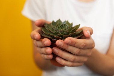 Güzel sulu, dişi ellerde kaktüs..