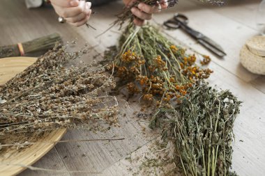  Kadın ellerinde kurutulmuş şifalı bitkiler, tıbbi bitki koleksiyonu..