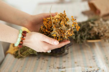  Kadın ellerinde kurutulmuş şifalı bitkiler, tıbbi bitki koleksiyonu..
