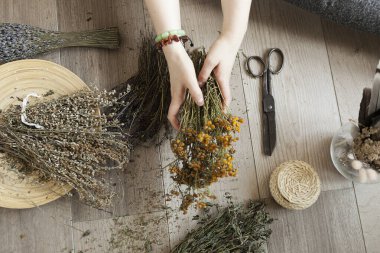  Kadın ellerinde kurutulmuş şifalı bitkiler, tıbbi bitki koleksiyonu..