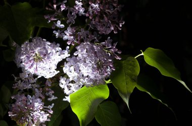 Lilac branch on a dark background - spring abstraction of lilac flowers, bunches of lilac flowers