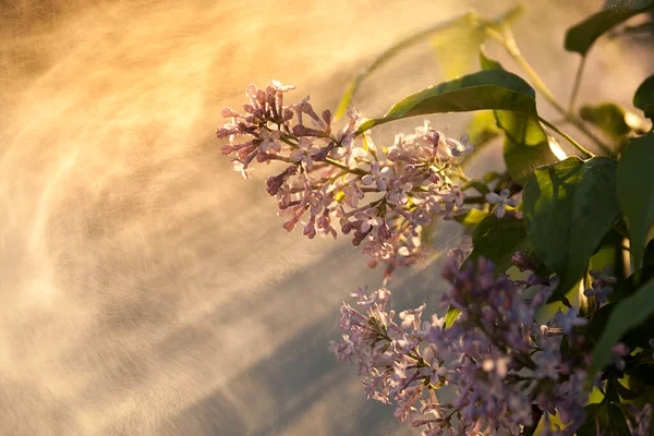 Lilac Branch Rays Golden Sun Spring Abstraction Lilac Flowers Bunches — Fotografia de Stock