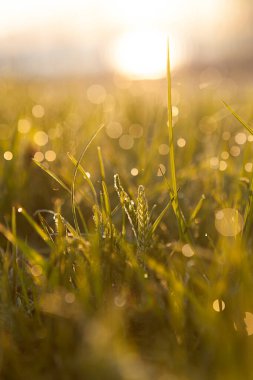 ash branch in the rays of the sun. spring trees