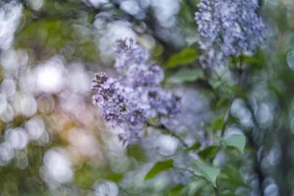 Lilac branch in the rays of the golden sun - spring abstraction of lilac flowers, bunches of lilac flowers, impressionism and watercolor