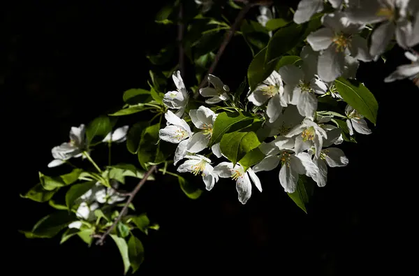 Branch Blossoming Apple Tree Dark Background Spring Blossoming Apple Trees — Photo
