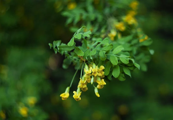 Green Juicy Photo Blooming Acacia Background Green Foliage — 图库照片