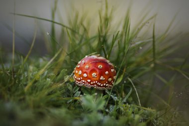 Kırmızı amanita çim