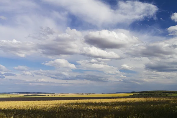 Campo de trigo amarillo y cielo azul en las nubes —  Fotos de Stock