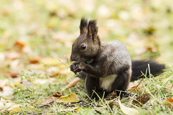 Eichhörnchen nagt an Nuss, Herbstlaub — Stockfoto