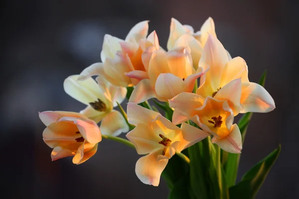 Flowers — Stock Photo, Image