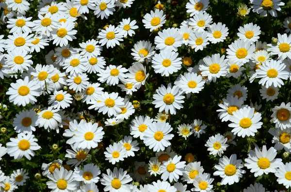 Kvetoucí Heřmánkové Pole Spousta Bílých Letních Květin Zeleném Pozadí — Stock fotografie