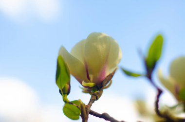 Bir Mayıs öğleden sonra botanik bahçesindeki bir ağaçta açtığı kocaman, güzel bir manolya çiçeği.