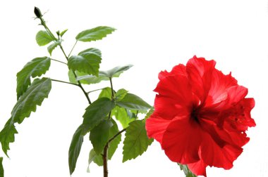 Sudan gülü çiçek açtı. Yeşil yapraklı, küçük bir çalılığın dalında, beyaz bir arkaplanda muhteşem, kırmızı-kırmızı gölgeler. Büyük resim.