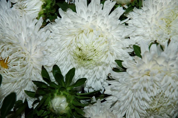 Astrar Vita Blommor Stort Foto Bakgrund Från Vita Blommor — Stockfoto