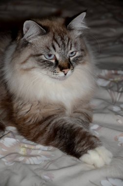 Mavi gözlü, tüylü, güzel bir kedi. Yatağın üzerinde sakince yatıyor. Bacakları önünde katlanmış.