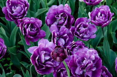 Bahar çiçeklerinin sergilendiği bir sergide, yeşil sulu yaprakların arasında çiçek tarhında pek çok parlak leylak lale tomurcukları. Konsept bahar çiçekleri, doğanın uyanışı..