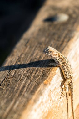 Vahşi çöl kertenkelesi sabah ışığında demiryolunun tepesine tünemişti.