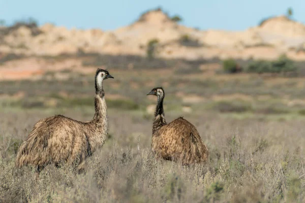 İki Emu çalılıklarda vakit geçiriyor.