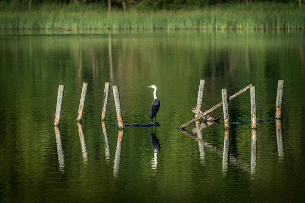 Göl yansıması olan yeşil ormandaki Avustralya turnası.