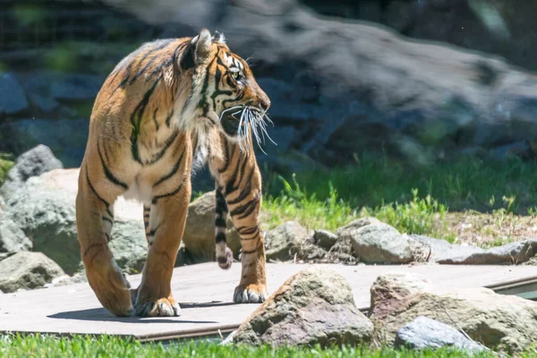 Bengal kaplanı sinsi sinsi dolaşıyor