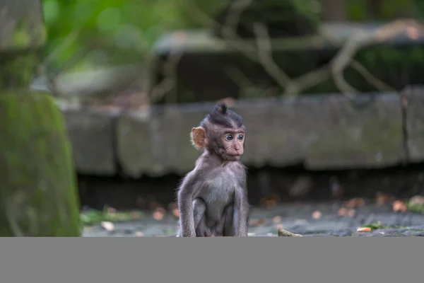 Bali 'nin bebek maymunu unutulmuş bir tapınağa bakıyor maymun orman sığınağı Endonezya' ya.