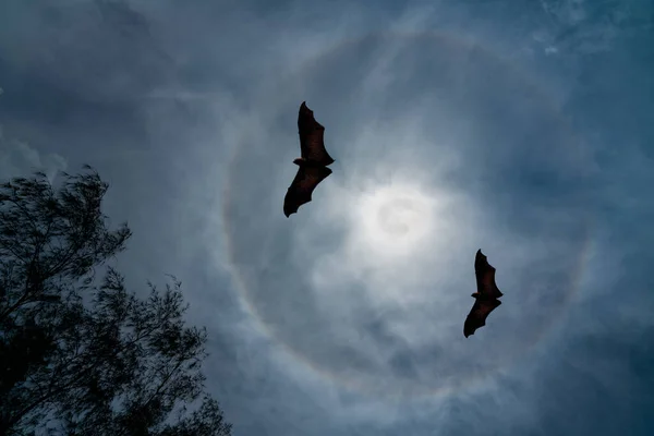 Two Large bats flying in the night under a bright full moon with visible aurora