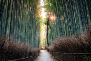 Arashiyama Bambu Korusu Ormanı ve Kyoto Japonya 'daki ünlü patika. Yumuşak bir sabah, altın bir saat. Güneş bambu saplarının arasından fışkırıyor.