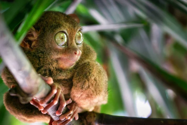 Tarsier gün içinde uyanır sakince bir dalı kavrarken gözleri açık ormana bakar.