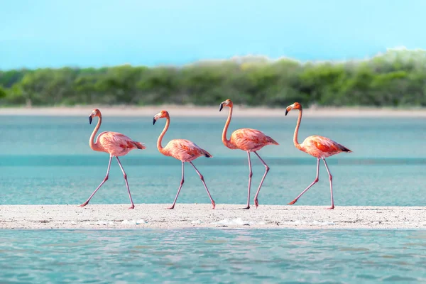 Flamingos Caminhando Através Bar Areia Rara Simetria Perfeita Tiro Foi Fotos De Bancos De Imagens