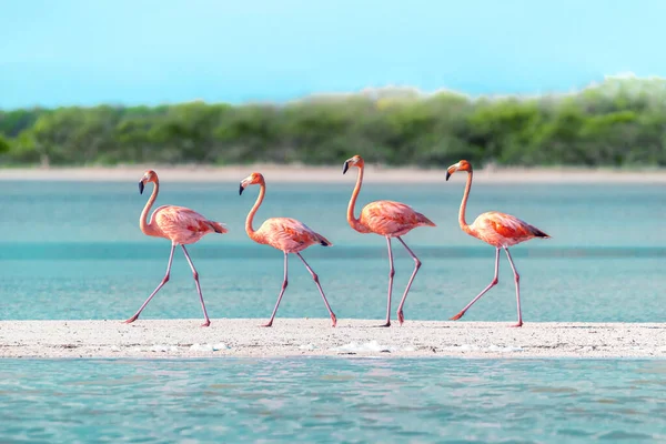 Flamencos Caminando Través Una Barra Arena Simetría Perfecta Rara Disparo —  Fotos de Stock