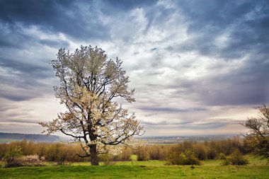 Armut Ağacı çiçeği bahar. Nisan ayında Karpatlar