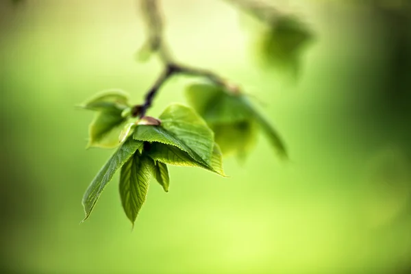 Spring foliage. Young green leaves. — Stock Photo, Image