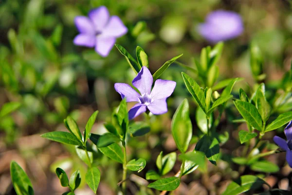 Fiori primaverili. Foglie e fiori verdi giovani . — Foto Stock