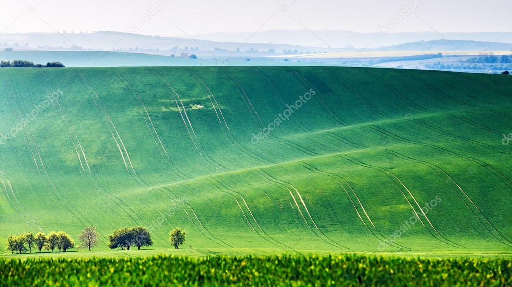 Spring fields. Green waves. Czech Moravia hills. 