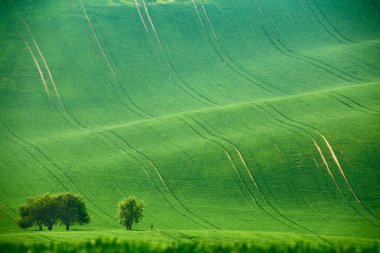 Yeşil bahar tepeler. Çek Moravia'deki / daki ekilebilir toprakların