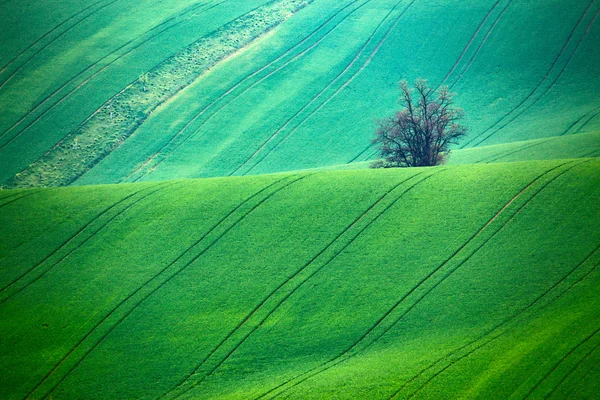 Colinas verdes de primavera. Tierras cultivables en Moravia Checa —  Fotos de Stock