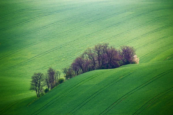 Colinas verdes de primavera. Tierras cultivables en Moravia Checa — Foto de Stock